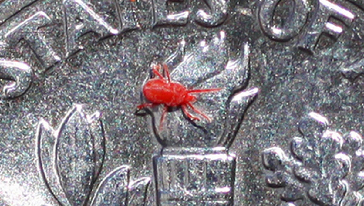 The Hoosier Gardener Tiny Mites Leave Red Stains