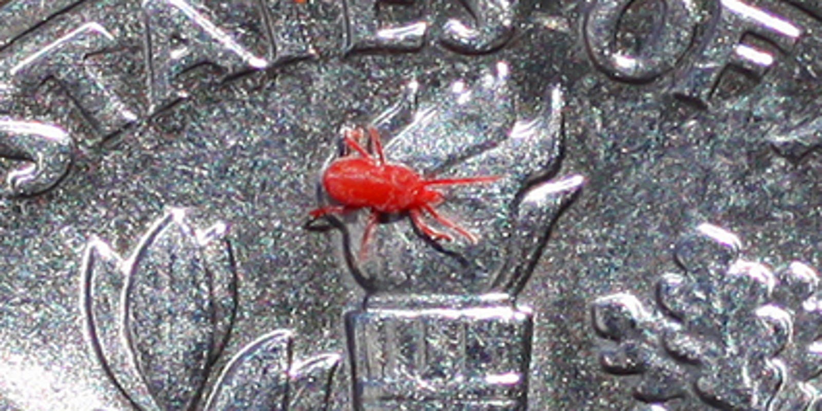 The Hoosier Gardener Tiny Mites Leave Red Stains