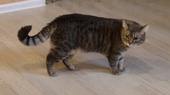  The New Yorker s Cat  Person is the sex story the 