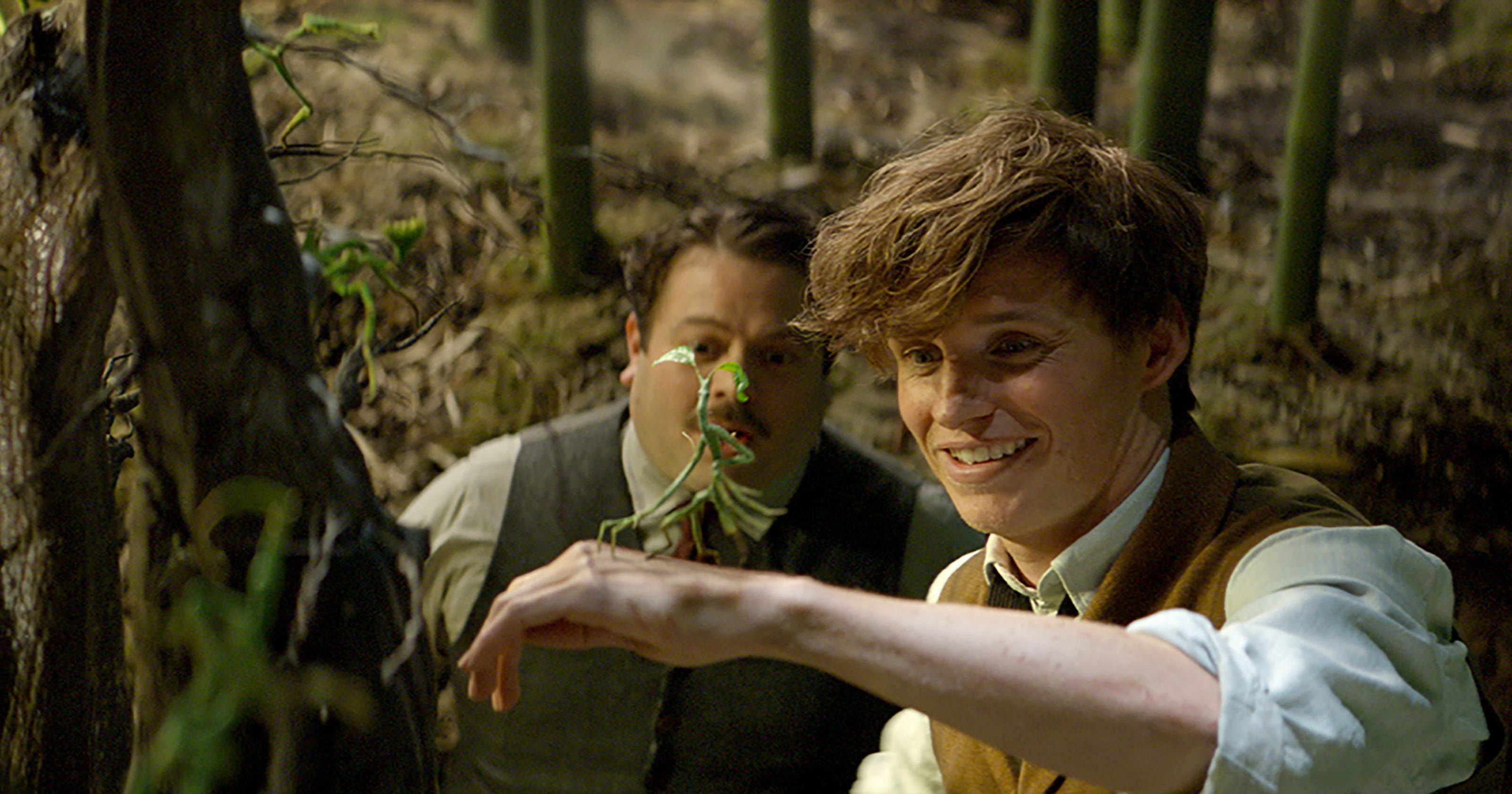 Image result for newt scamander pickett