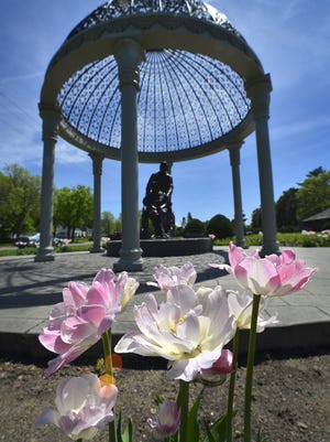 Tulip blooms add color around the statue of William and Virginia Clemens in 2014 in Clemens Garden.