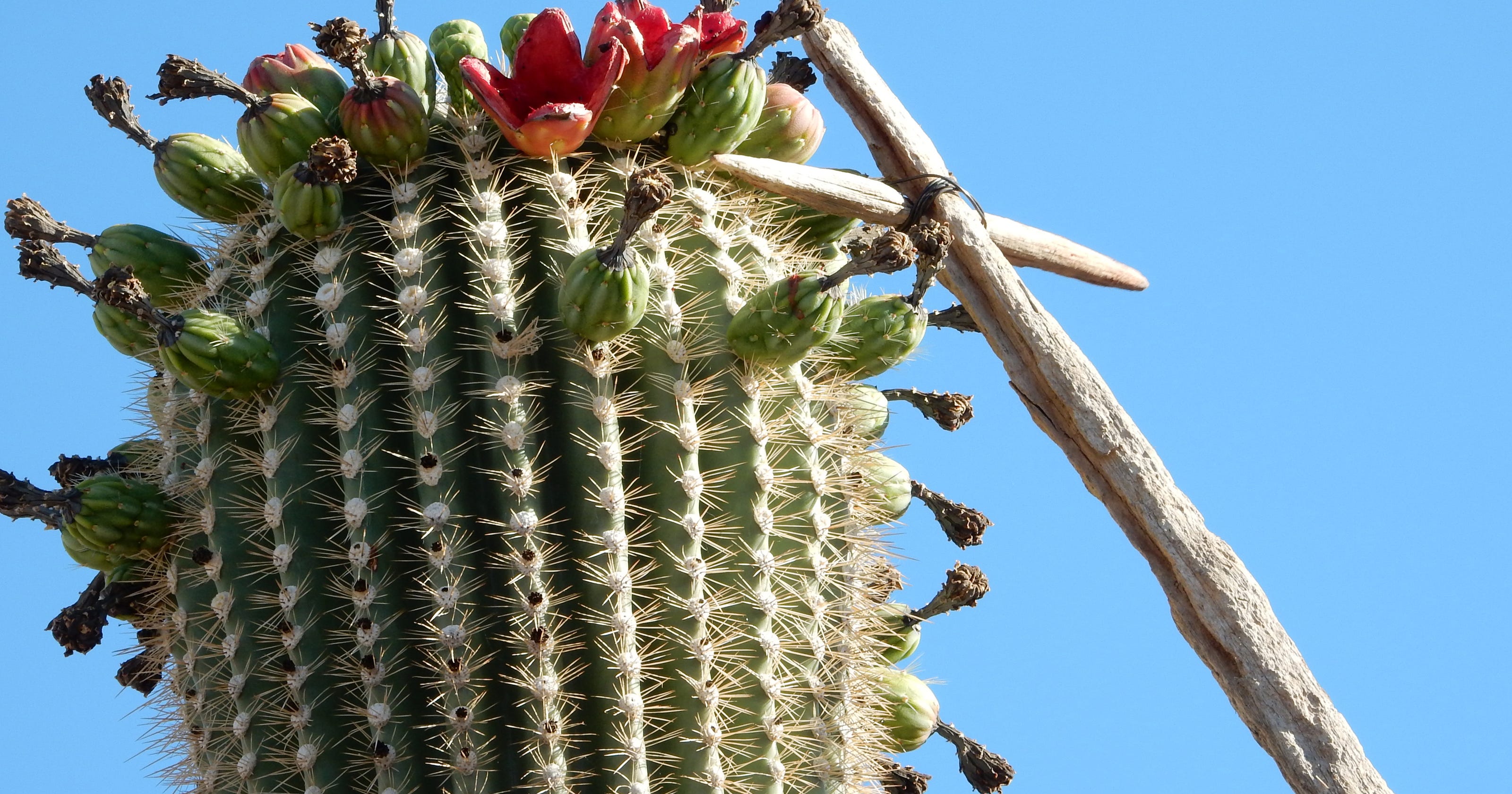 pnisr0702saguarocactusfruitharvestjump.jpg