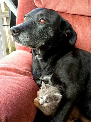 In this Oct. 18, 2015 photo provided by Tiffany Hull, Chaos, an 8-year-old kelpie mix dog, cuddles with kitten Jack, at their Mt. Vernon, Ore., home.  Chaos is caring for the kitten, along with another family female dog, Atilla, after Chaos found the newborn on their owner's property before its' eyes were  even open. (Tiffany Hull via AP)  MANDATORY CREDIT