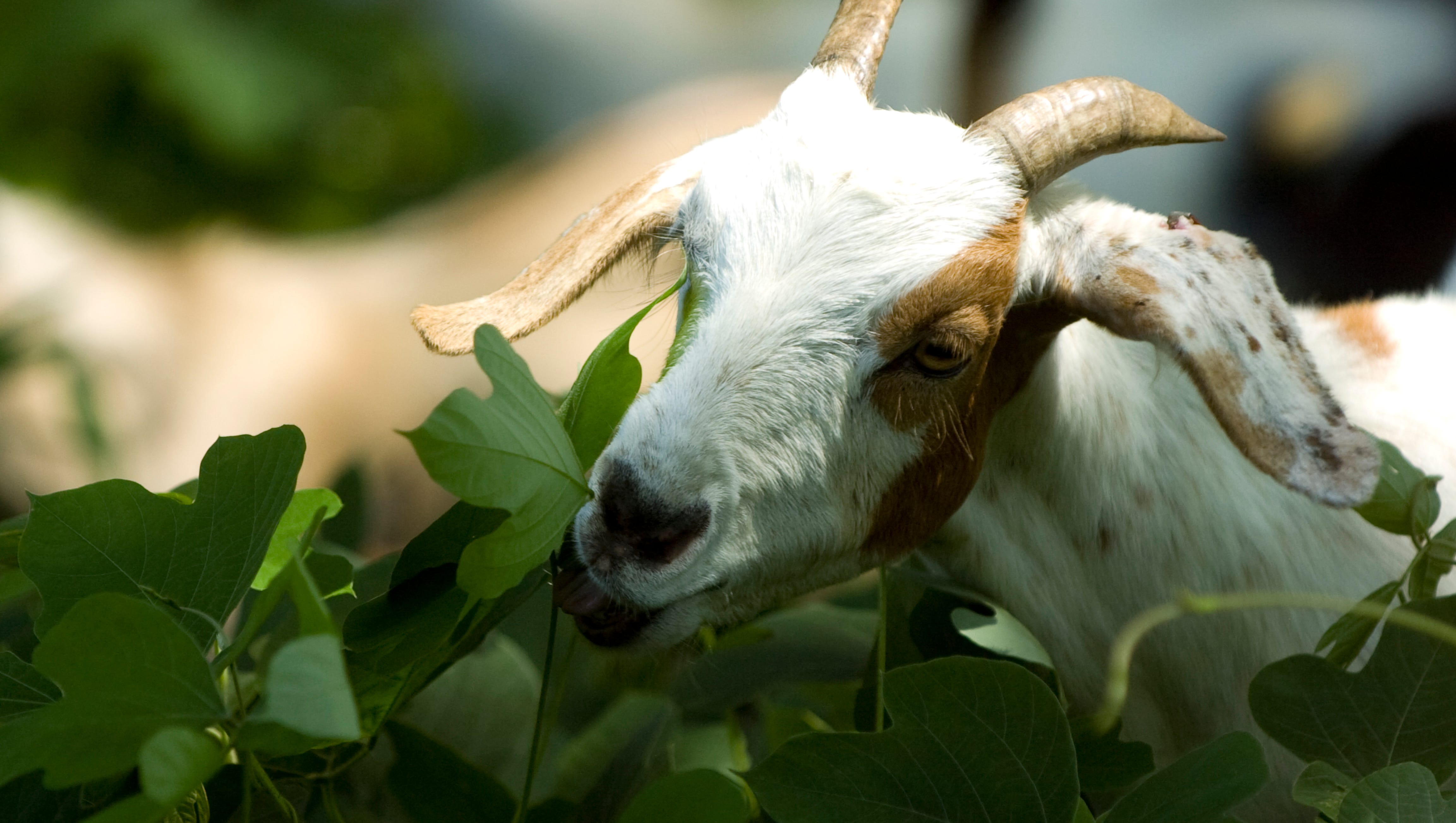 Got Kudzu? City of Knoxville not kidding with solution involving goats