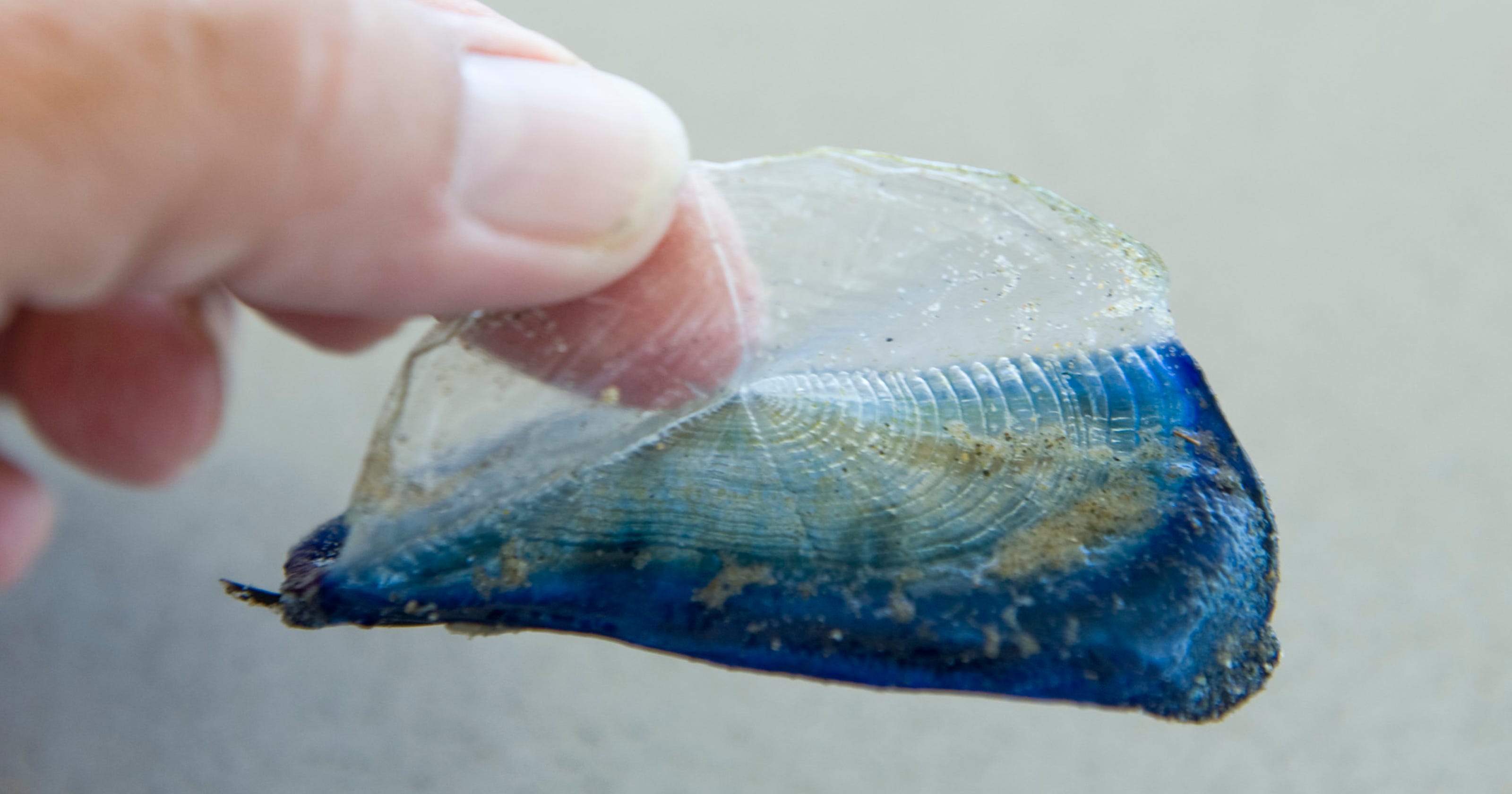 Jellyfishlike creatures washing up on West Coast