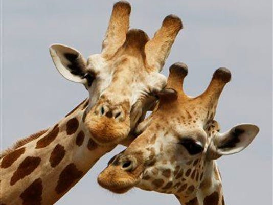 Giraffes Are Silently Disappearing 