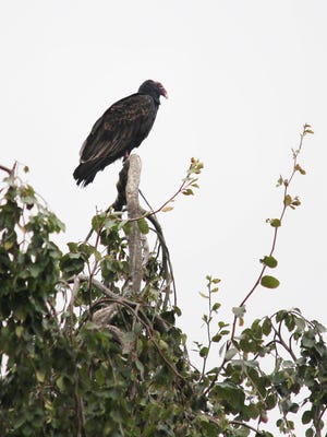 A turkey vulture stands sentry in a tree near the First Presbyterian Church in Sturgis. Area residents have complained the large birds have established a colony in the neighborhood, and the city commission plans to have them removed.