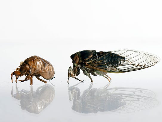 How cicadas make that noise, and when it will end
