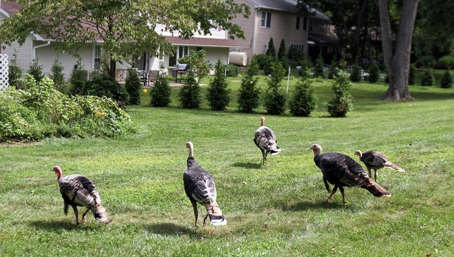 Turkeys walk through York Road property in Marlboro, N.J. on Aug. 23. More than a dozen wild turkeys have taken to roaming the yards, aggravating several of the homeowners there.