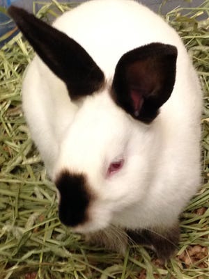 Bear the bunny is available at the Oshkosh Humane Society.