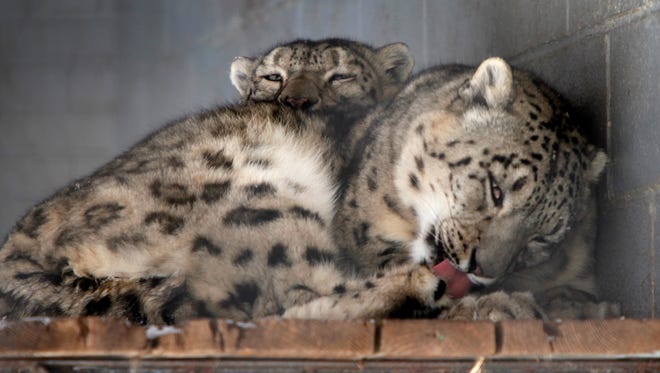 The snow leopards at the Seneca Park Zoo snuggle in the cold.