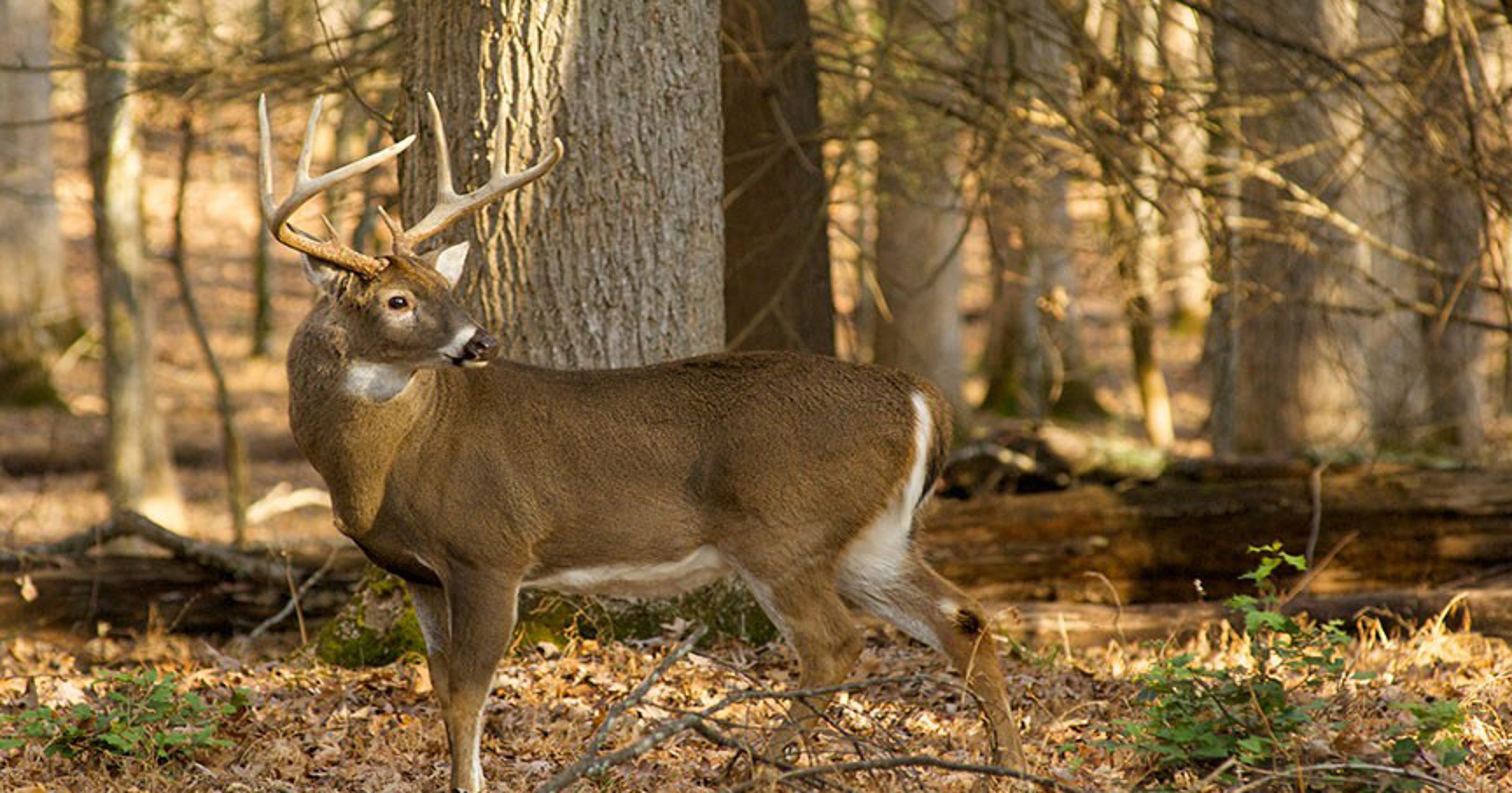 Image result for Improved Procedures For Deer Hunting
