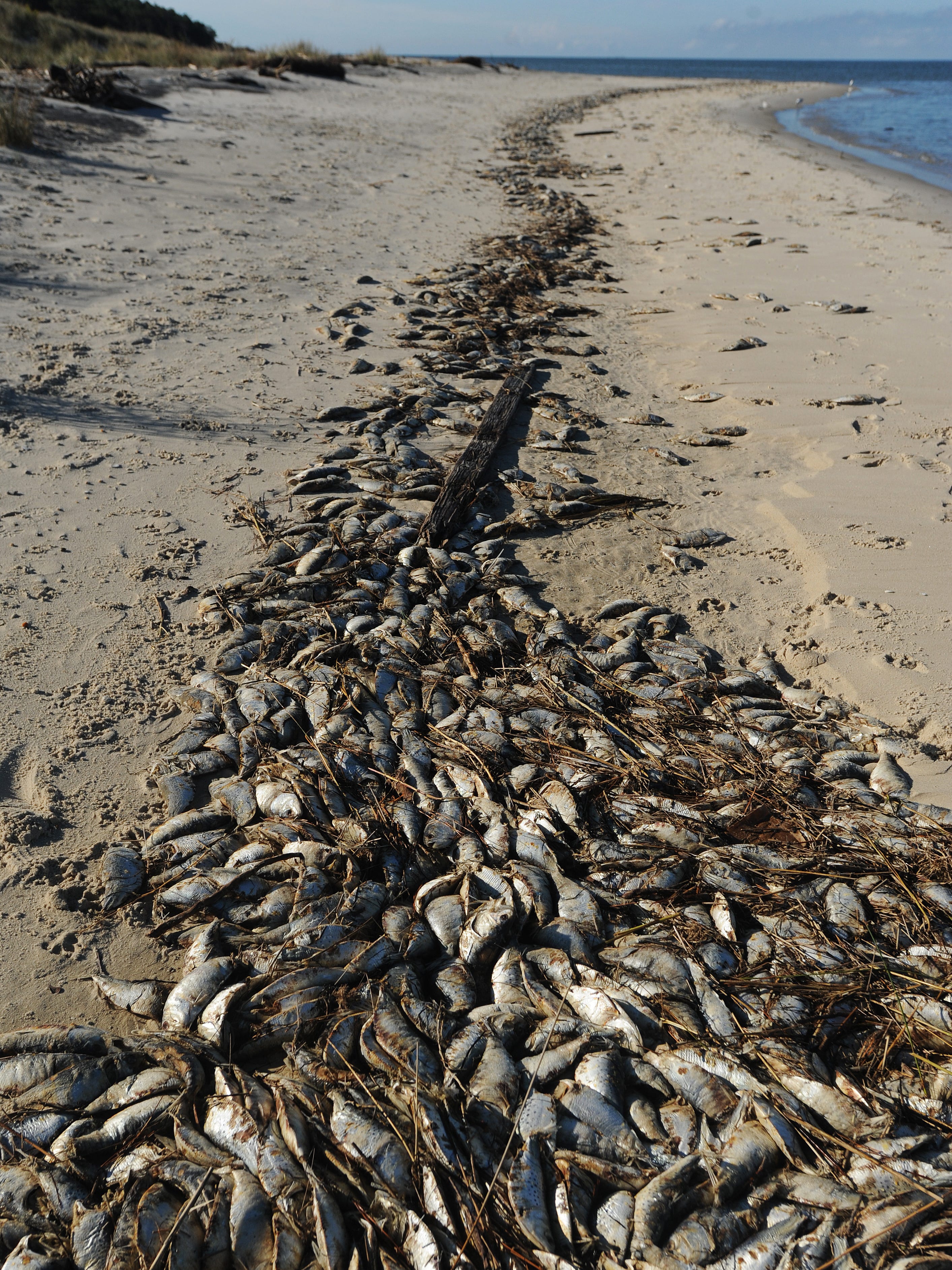 Thousands of dead fish wash up on Va. Shore beaches