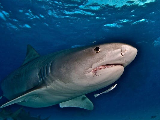 Rohina Bhandari Ny Equity Director Killed By Shark In Costa Rica