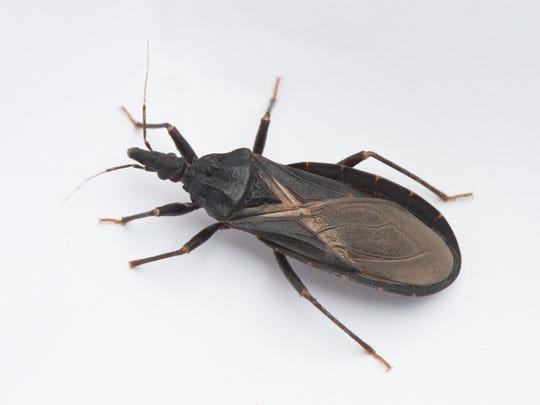 Kissing Bugs Pucker Up In Redding But Disease Rare