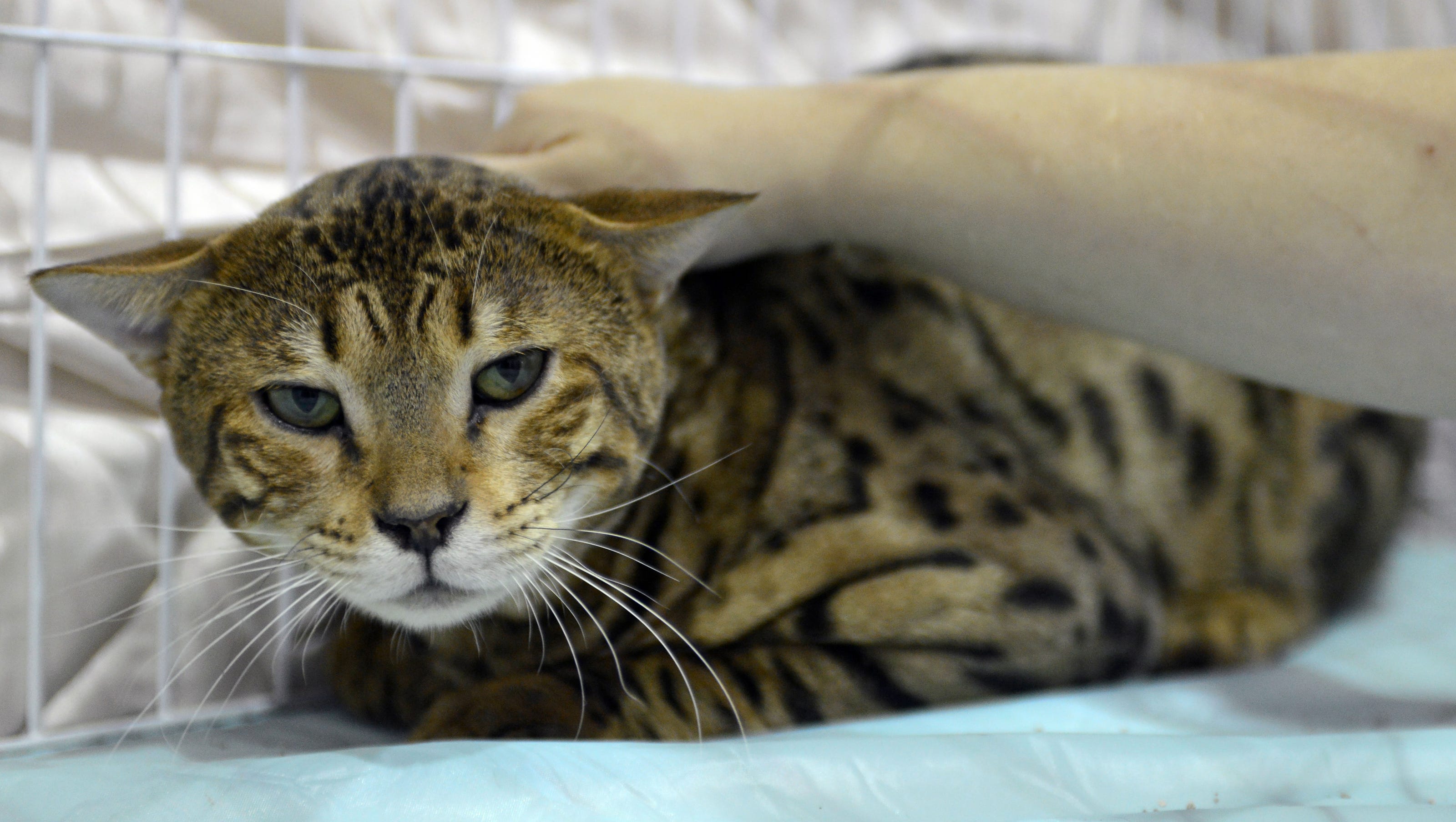 5 things to know about savannah cats 5 things to know about savannah cats