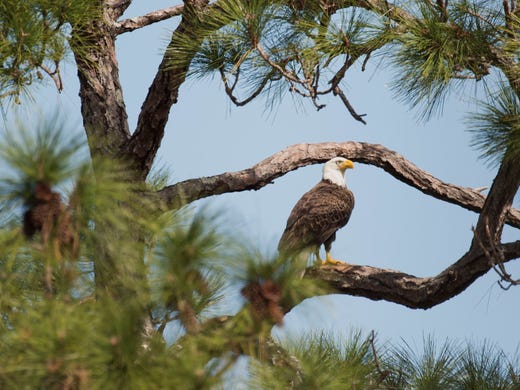 Habitat Loss Is Among The Many Problems For Eagles