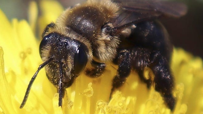 A ground nesting bee pollinating a flower in New Hampshire. The species is one of 14 declining wild bee species identified in a study published in April 2019 by researchers at the university.
