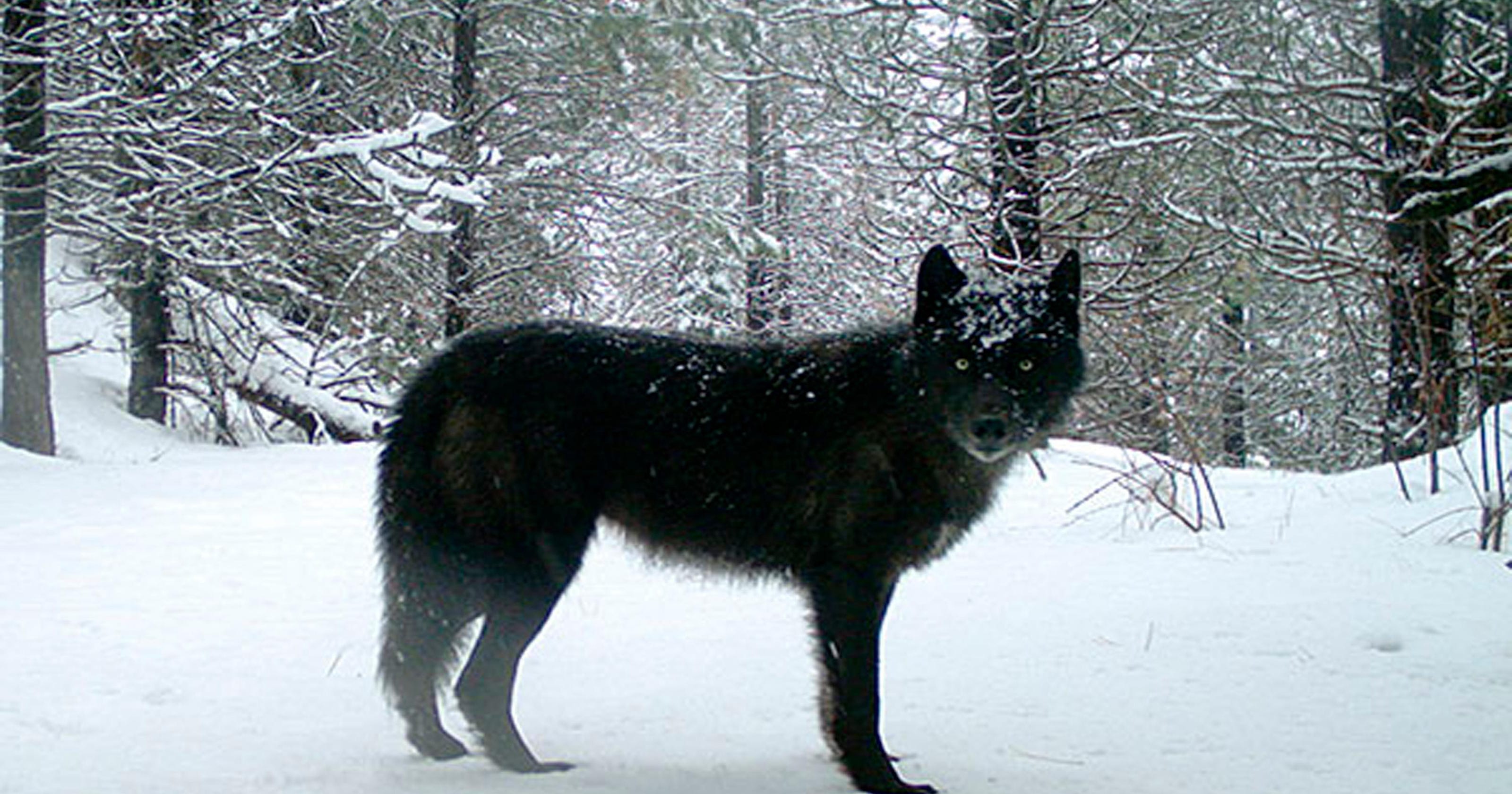 State overstated threat from gray wolves that led to deaths of three
