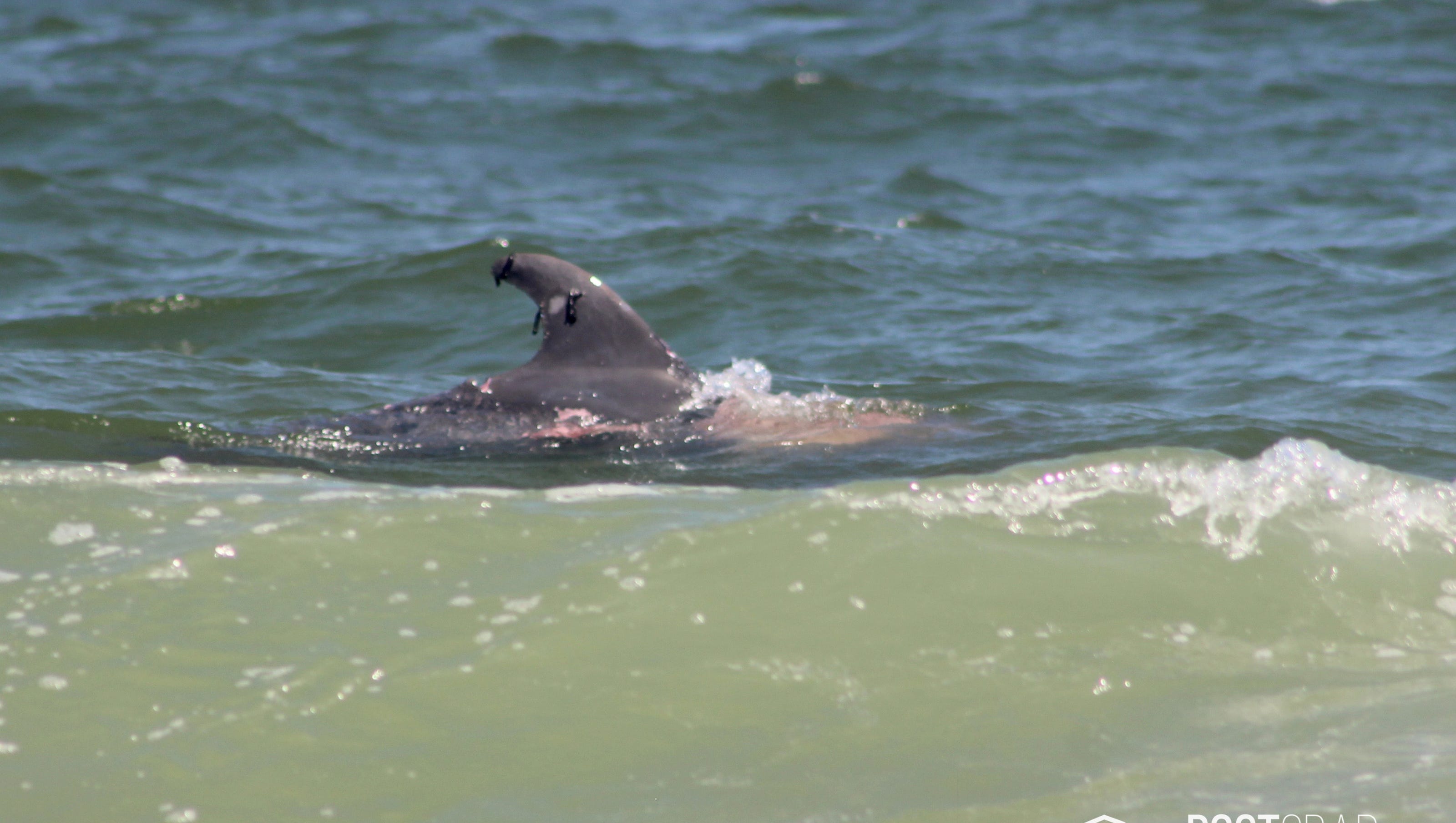 Нападение дельфинов. Акула и Дельфин. Дельфины нападают на акул. Плавник акулы и дельфина. Стая дельфинов.