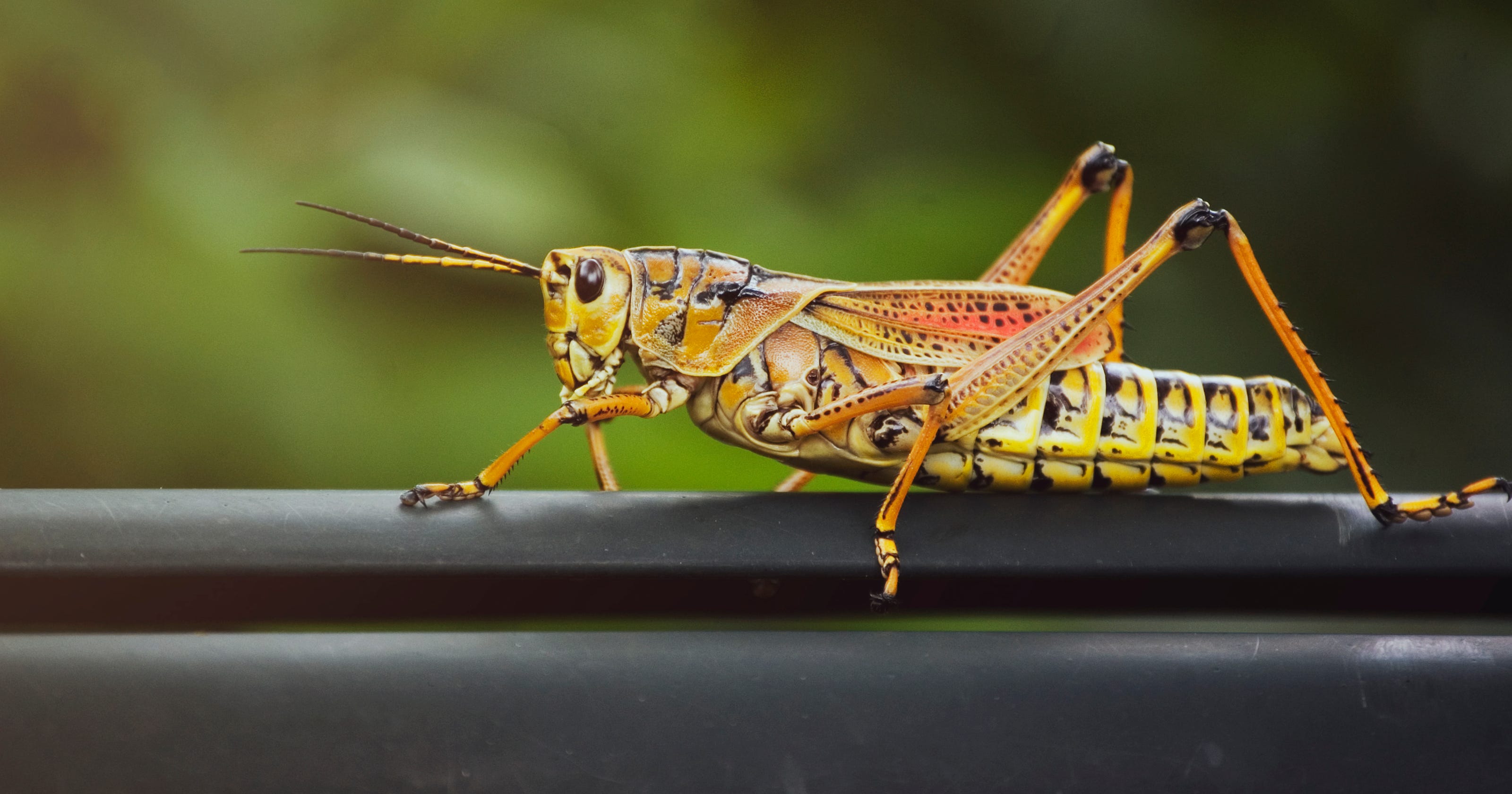 Why You Shouldn T Touch An Eastern Lubber Grasshopper