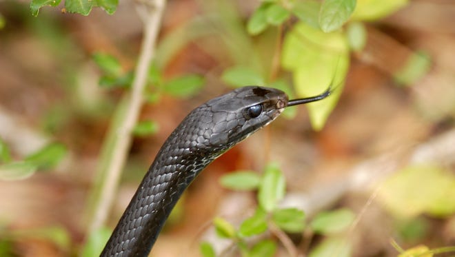 An example of a black racer snake.