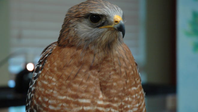The Oxbow Eco-Center's seasonal Junior Oxbow Explorer Series will partner with the Treasure Coast Wildlife Center to bring Hunters of the Sky, a live-animal program, to the Oxbow’s Education Center at 10 a.m. on Saturday, May 12..