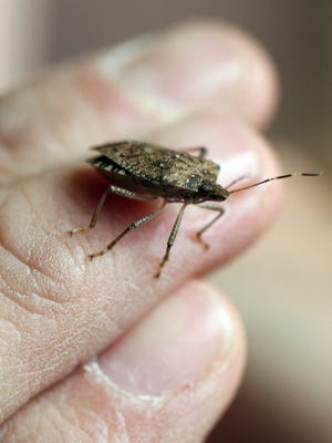 Brown marmorated stink bugs were first found in the Hudson Valley in 2007. ‘They have been a major problem in the Hudson Valley as far north as Columbia County,’ says entomologist Paul Jentsch.