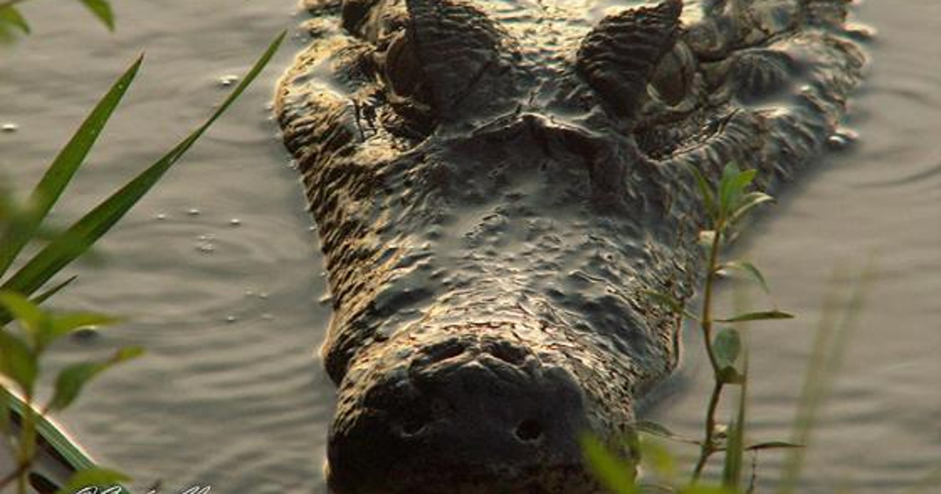 Alligatorlike animal found in Lake Michigan