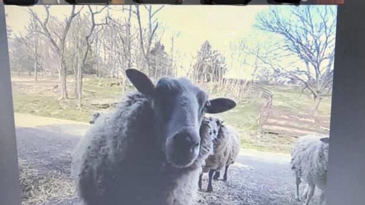 Rescued Goats And Sheep Brighten Online Meetings Quickly add a light leak or lens flare photoshop overlay to your photos using our online photo effects. times herald record