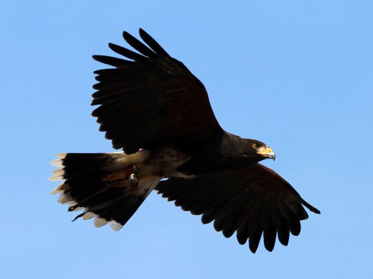 Where To Spot Bald Eagles Along The Hudson