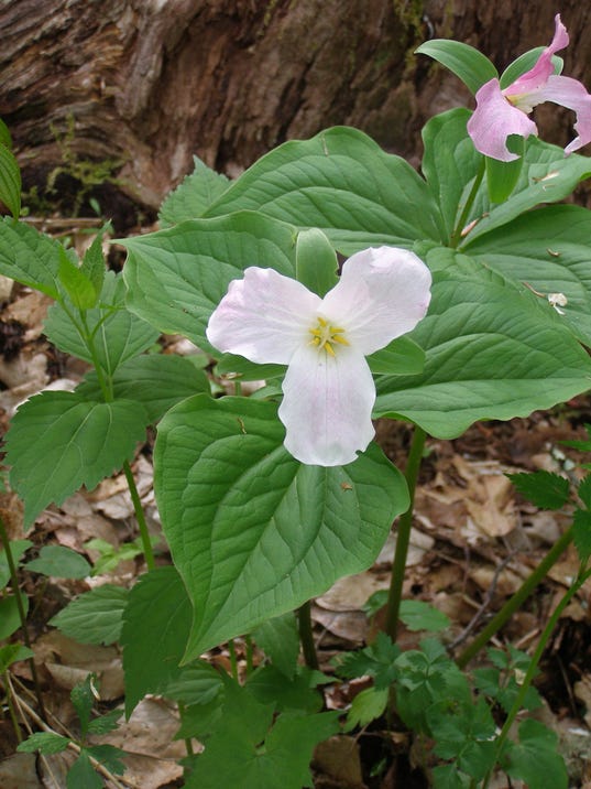 Spring wildflowers are at peak bloom across Western North Carolina.