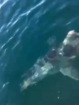 This great white shark was circling a fishing boat out in the Gulf of Mexico.