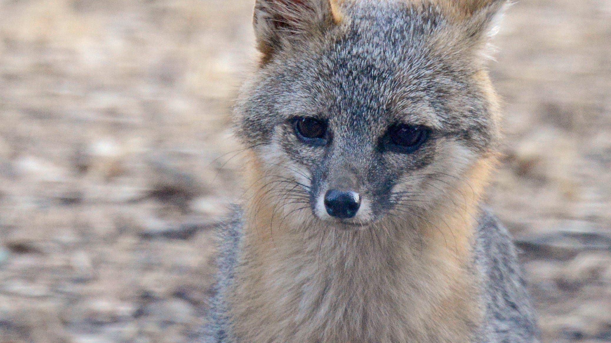 Grey fox harvest makes sense for Delaware