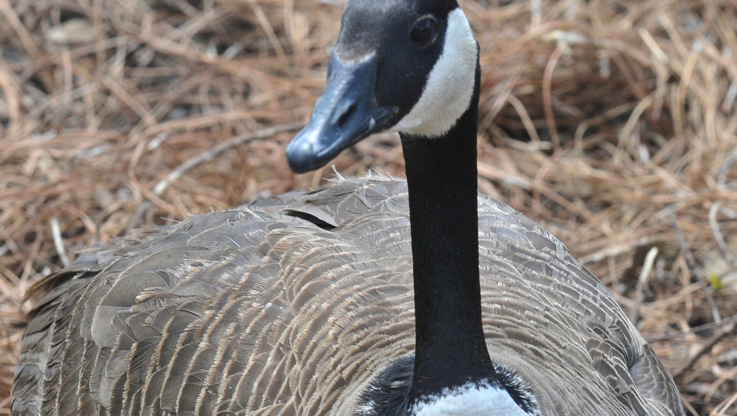 Federally protected goose nest halts construction