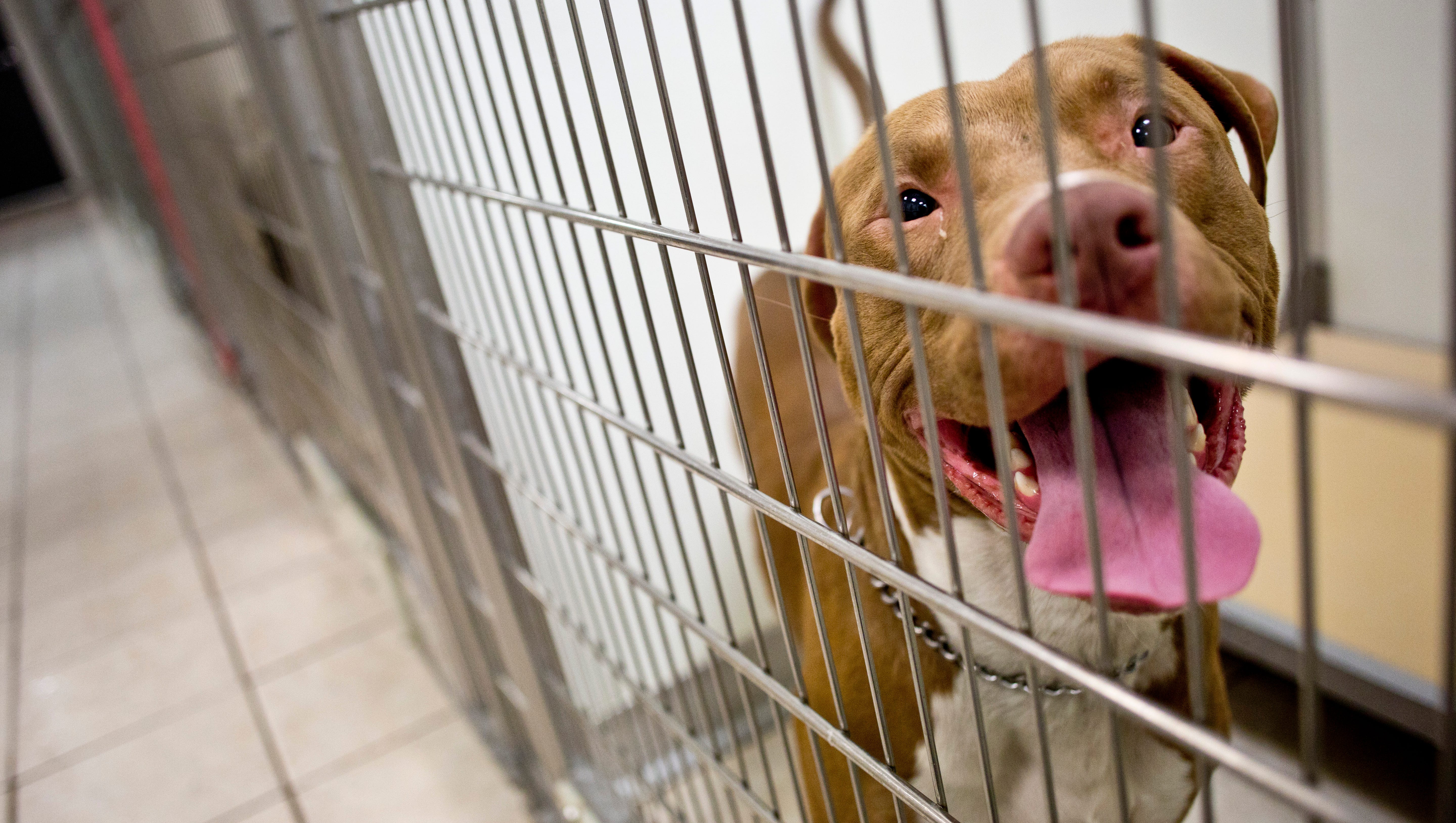 In wake of mauling, city reviews dog ordinance In wake of mauling, city reviews dog ordinance