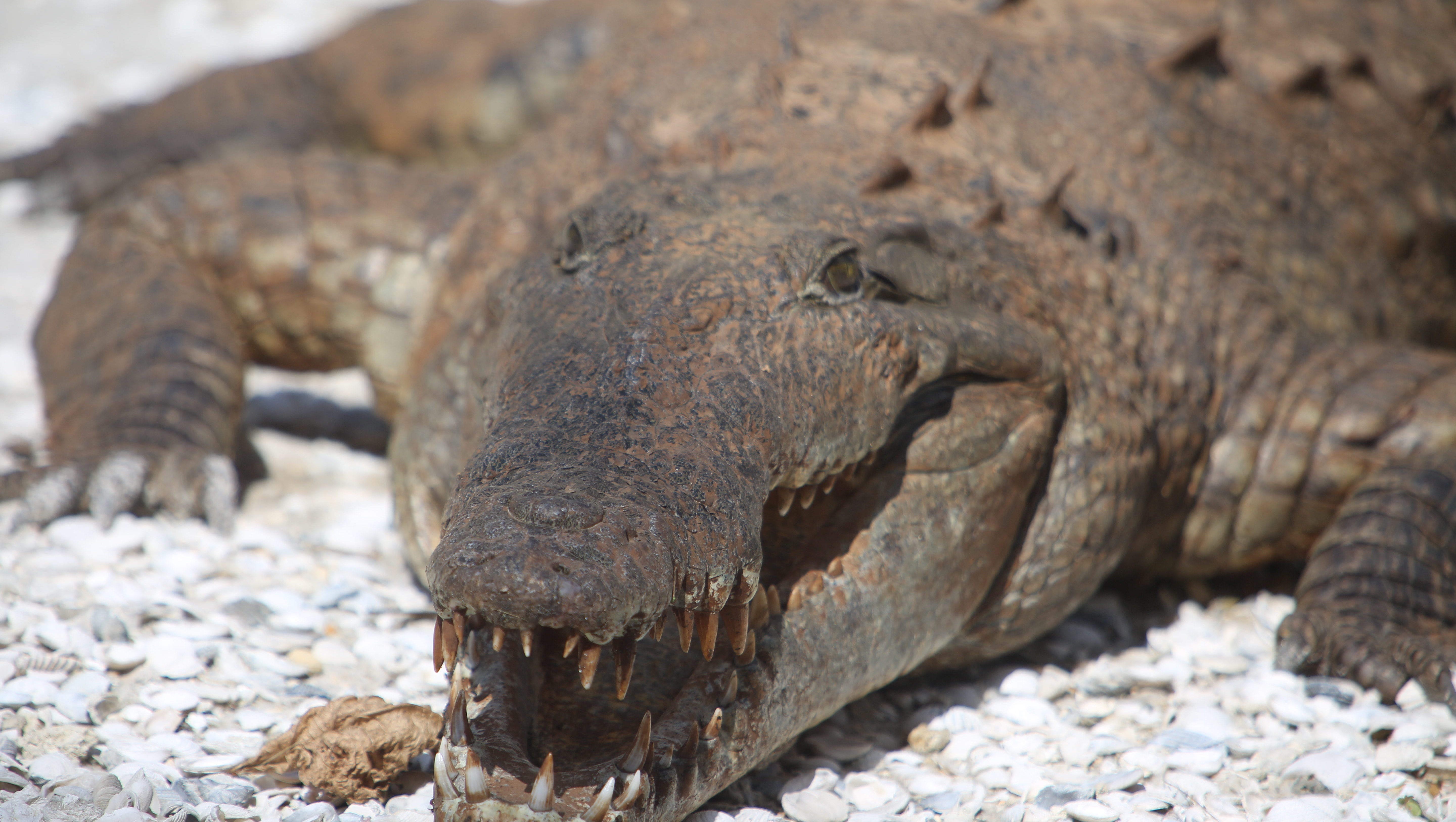 South Florida Is Only Place Where You Can Find Both Crocodiles Gators
