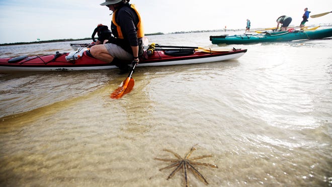 A nine arm starfish was a companion for departing Paddle Florida kayakers including Wayne Norlin on Monday.  The group of 70 kayakers is taking part in a five day trip following the Calusa Blueway.   