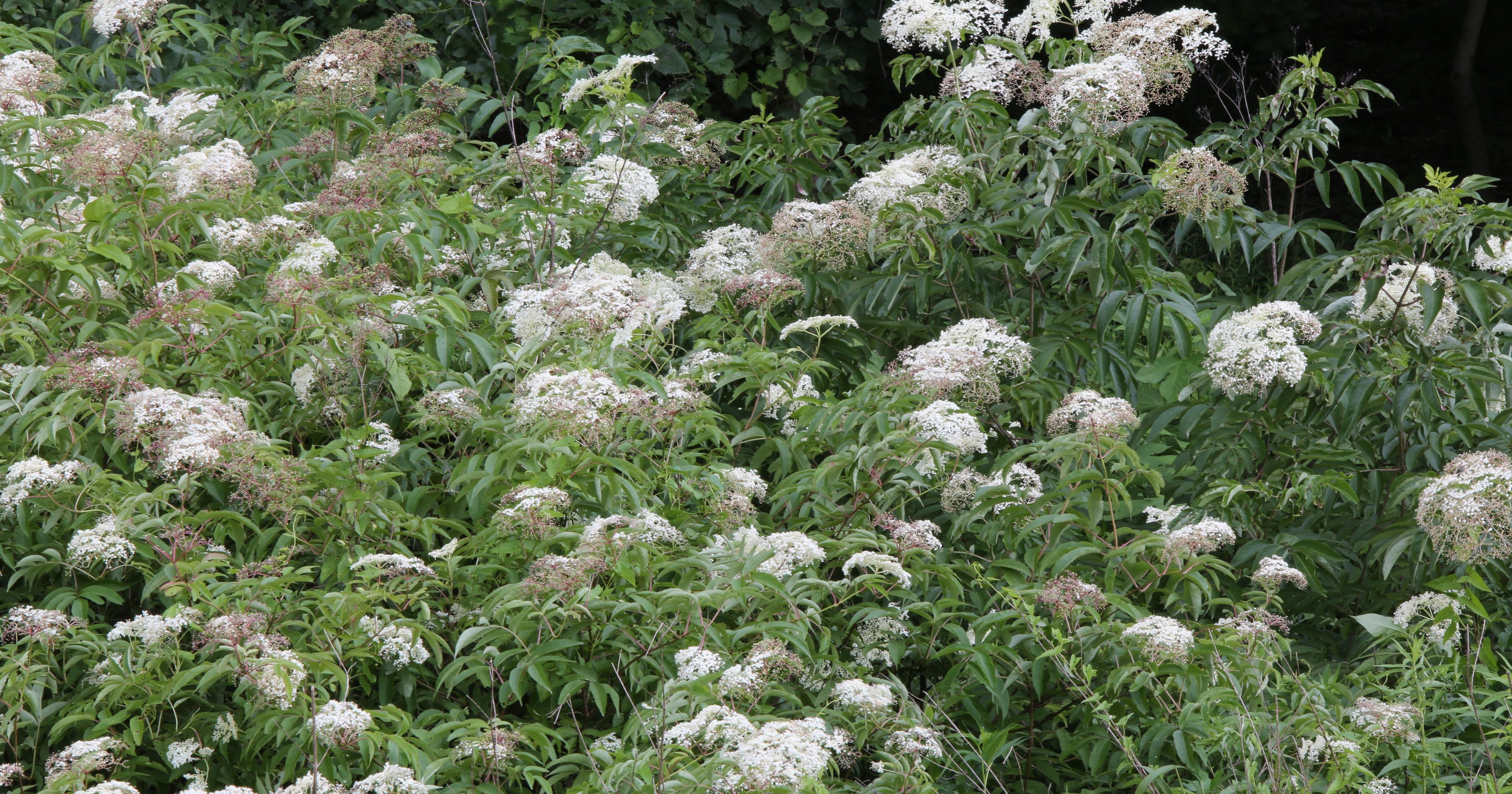 From the Ground Up Mexican Elderberry