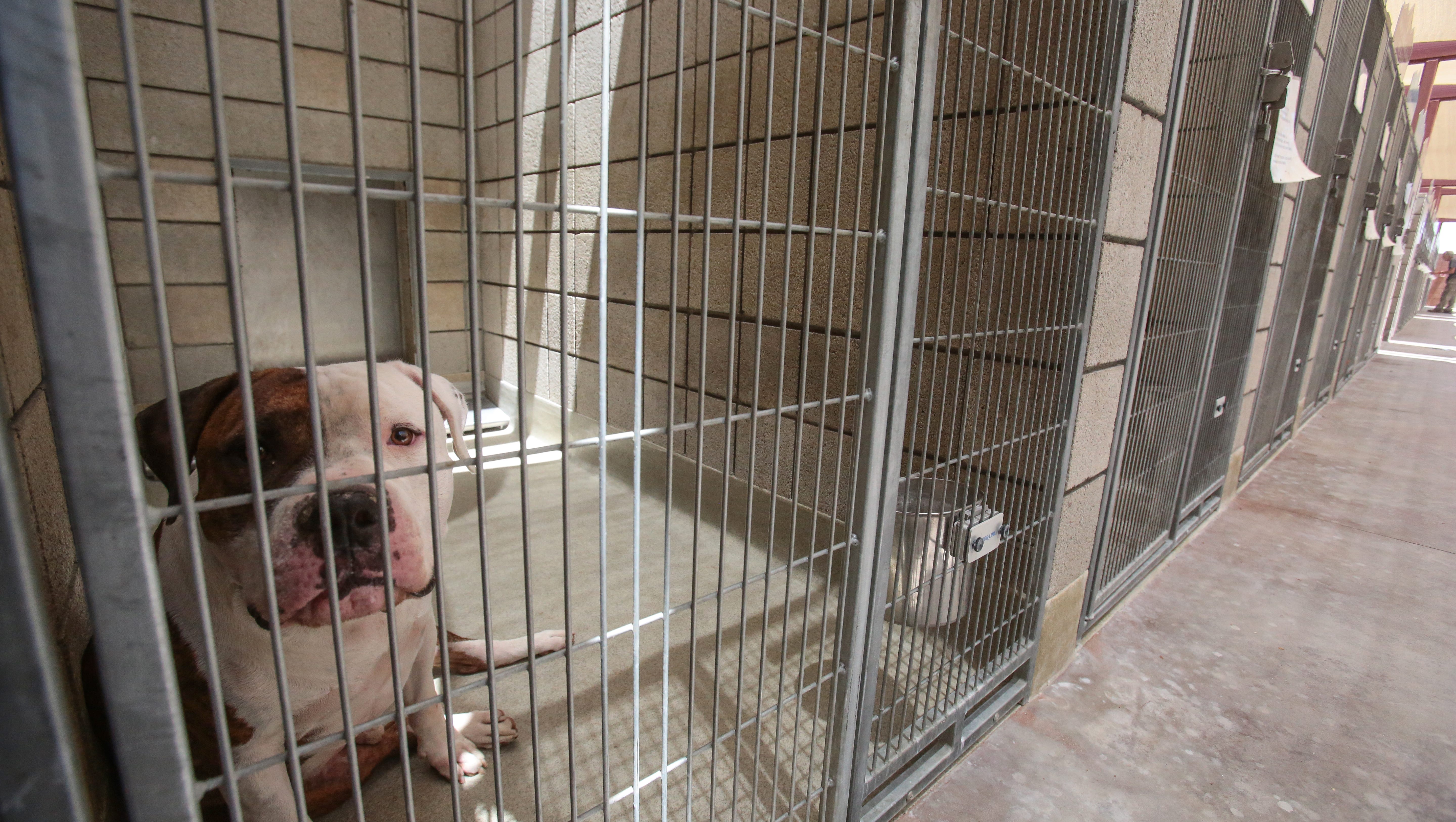 Hundreds Of Desert Shelter Animals Find New Homes