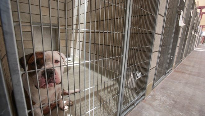 An adopted dog waits to go to its new home in La Quinta at the Palm Springs Animal Shelter on Saturday, July 23, 2016. As part of the national Clear the Shelters day pet adoption fees were lowered to $4.25 on Saturday.