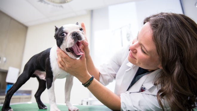 Lindsay Gallagher examines a patient at Penn Vet.