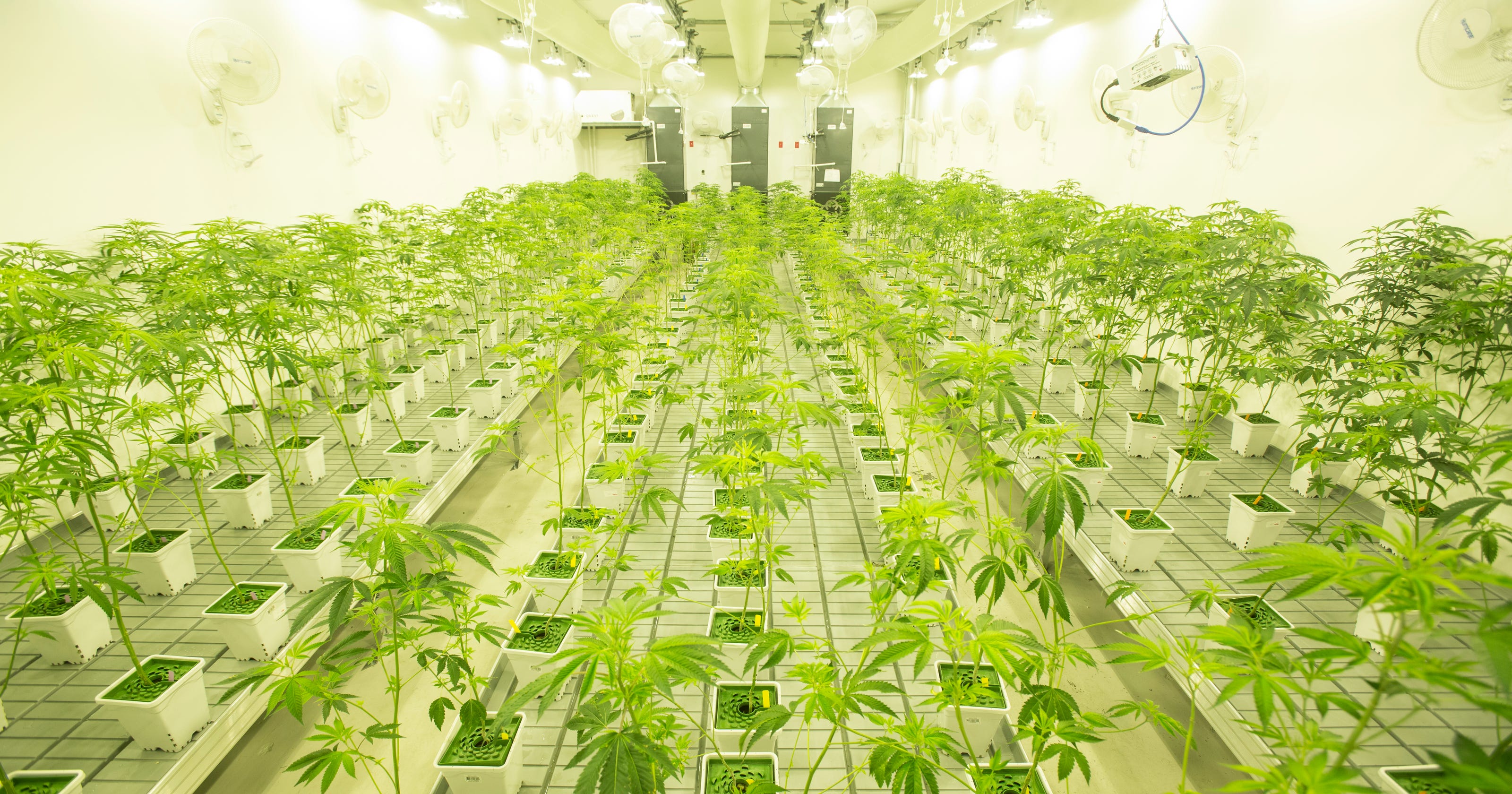 Best Exotic Weed 2024 Southern California The Untold Truth - rsgw9sj