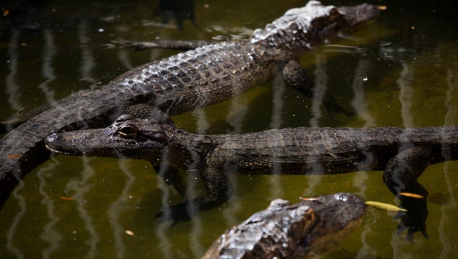 Download Everglades Wonder Gardens Is Getting Revamped For Free Wallpaper Everglades Wonder Gardens Is Getting Revamped For Free