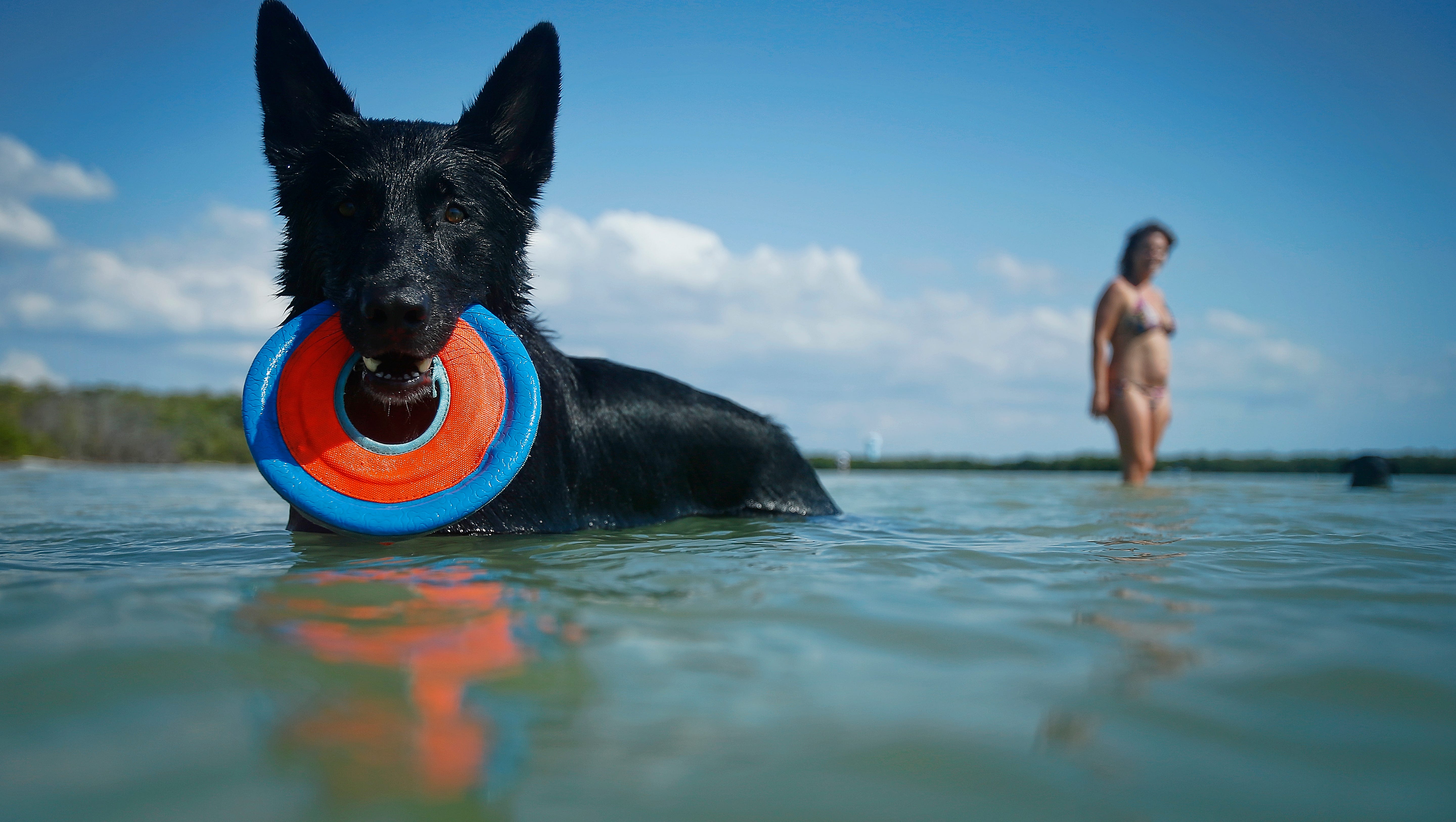 Are Dogs Allowed On Bonita Beach
