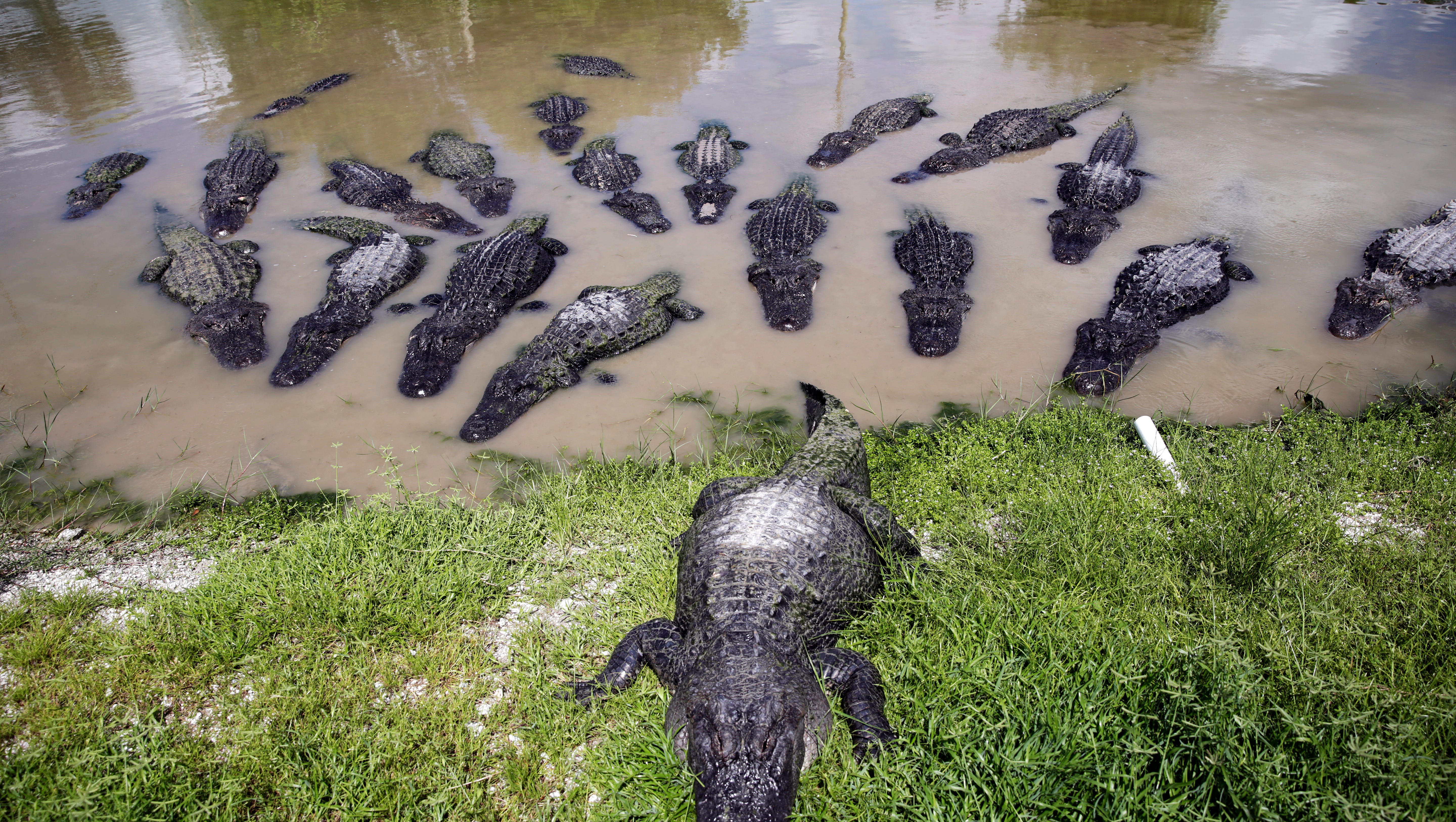 Where to See Alligators?