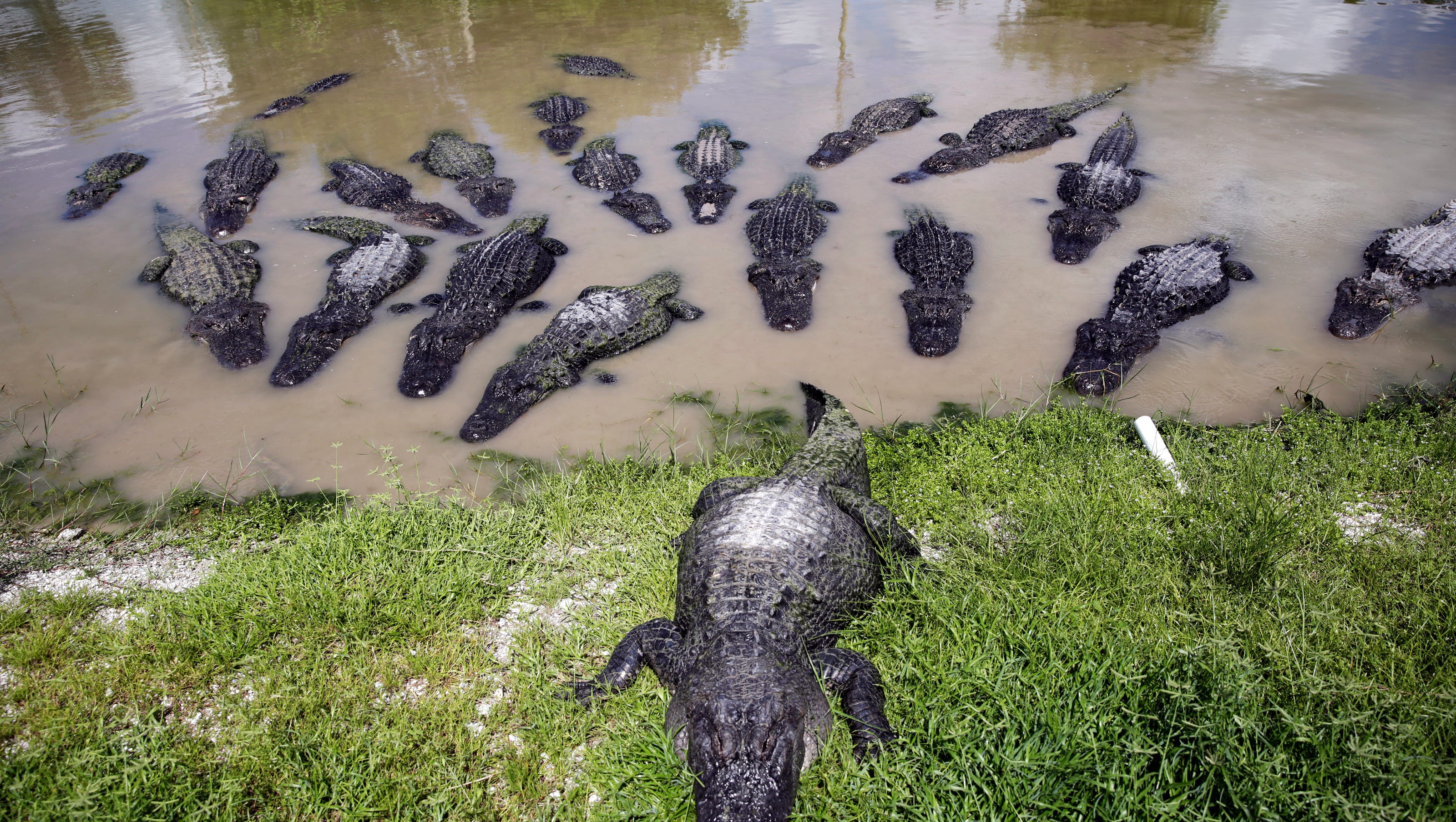 Can Alligators See?