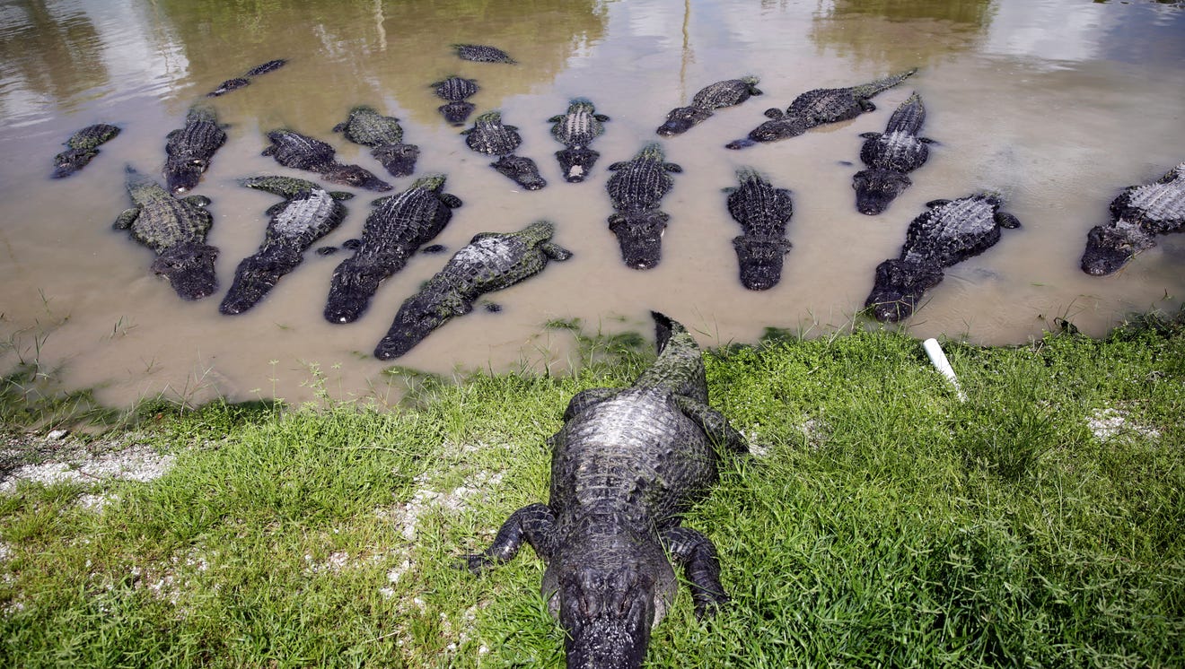 11 places to see alligators in Southwest Florida