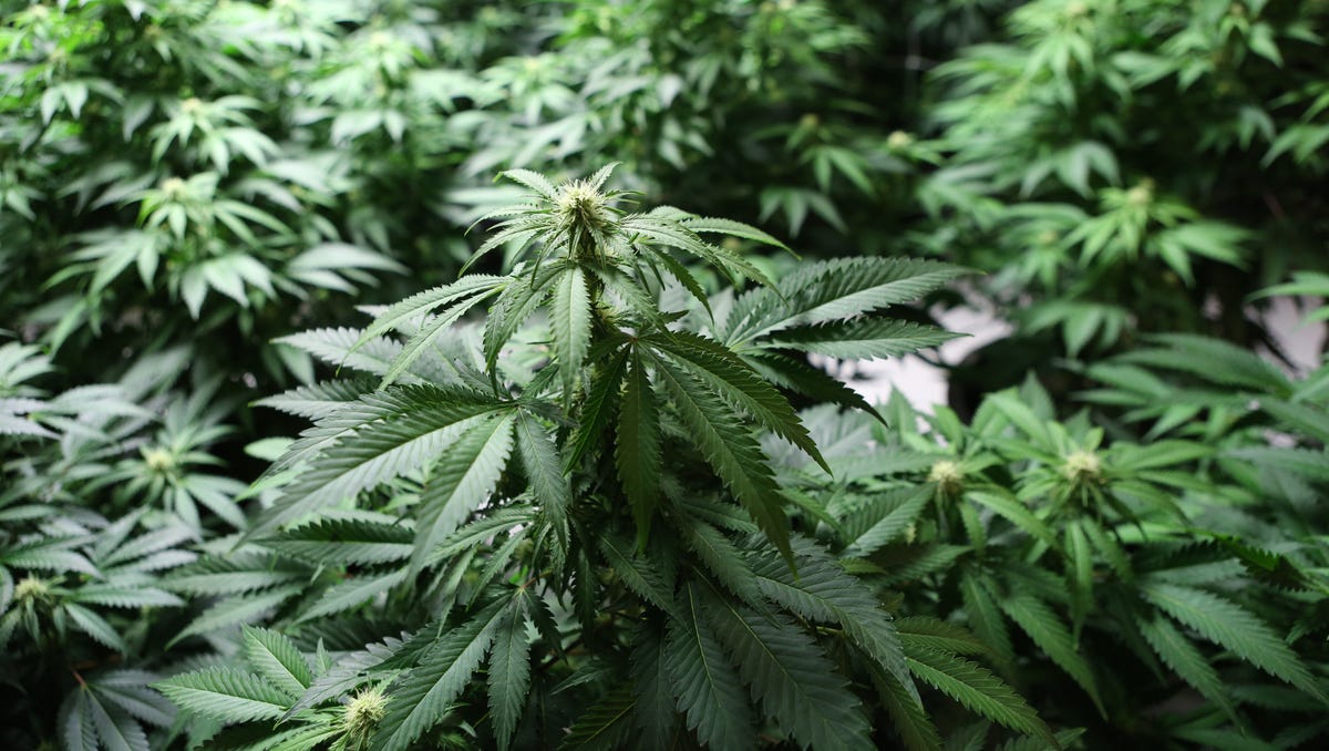 NY medical cannabis needs fixing