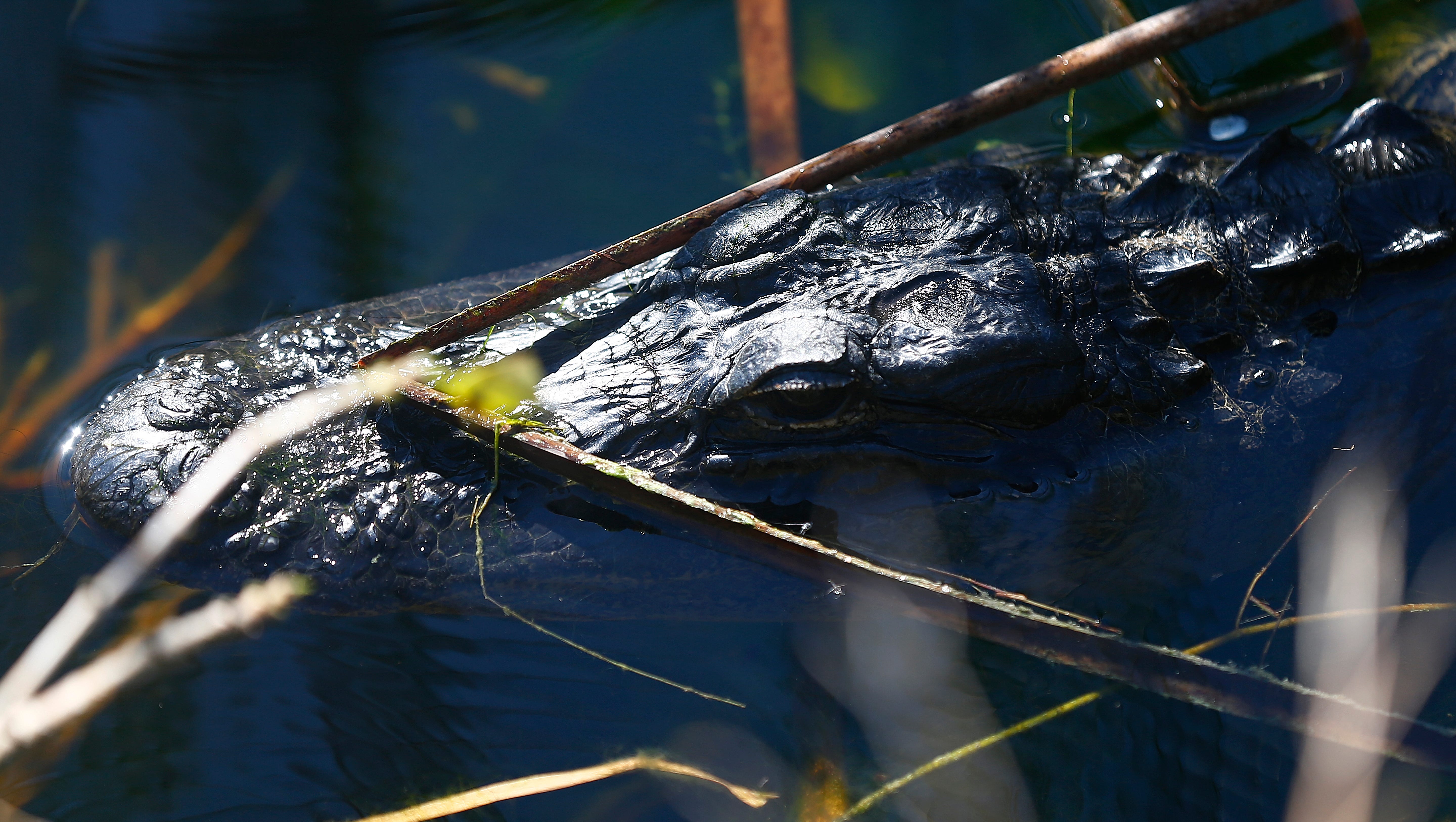 Thousands Of Nuisance Alligators Removed In Florida